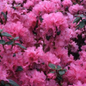 Olga Mezitt Rhododendron Blooming