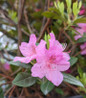 Olga Mezitt Rhododendron pink blooms