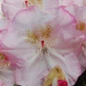 Ken Janeck Rhododendron Flower Close Up