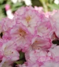 Ken Janeck Rhododendron pale pink blooms