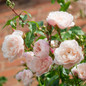 The Generous Gardener® English Rose Blooming in the Backyard