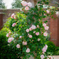 The Generous Gardener® English Rose Blooming