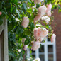 The Generous Gardener® English Rose Blooms and Leaves