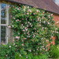 The Generous Gardener® English Rose on the Wall