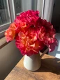 True Sincerity Floribunda Rose infront of window