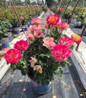 True Sincerity Rose nursery container plant