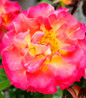 True Sincerity Rose soft pink bloom