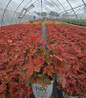 Spice Curls Coral Bells in container