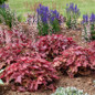 Red Rover Foamy Bells landscape planting