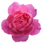 True Inspiration flower white background