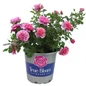 True Inspiration Hybrid Tea Rose in branded pot