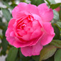 True Inspiration Hybrid Tea Rose flower head close up