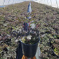 Bugbane dark purple foliage clump