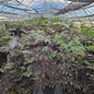 Brunette Bugbane