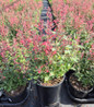 Hummingbird Mint coral flower spikes in pot