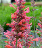 Hummingbird Mint coral flower spikes
