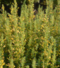 Hummingbird Mint yellow flower spikes