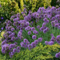 Medusa Allium Flowering