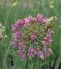Medusa Flowering Onion ornamental flower