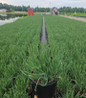 Medusa Flowering Onion container crop