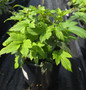 Anemone Fantasy Pocahontas 1 gallon