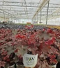Cherry Truffles Coral Bells #1 pot