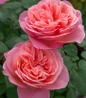 Sweet Mademoiselle Rose fragrant double flowers