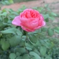 Sweet Mademoiselle Rose