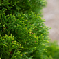 Healthy Emerald Squeeze™ Arborvitae Leaves