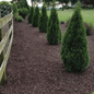 Emerald Squeeze™ Arborvitae Growing in the Landscaping