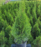 Emerald Squeeze™ Arborvitae in pot