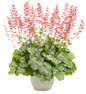 Dolce Spearmint Coral Bells Blooming Pink in Pot