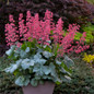 Dolce Spearmint Coral Bells with Pink Blooms