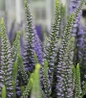 Ever After Spike Speedwell purple flowers close up