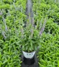 Ever After Spike Speedwell flower spikes