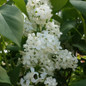 Primrose Lilac Blooming