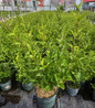 Dream Cloud Manchurian Lilac in pot