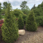 Healthy Junior Giant Arborvitae Plants