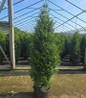 Junior Giant Arborvitae in pot