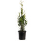 Junior Giant Arborvitae 2 gal black pot