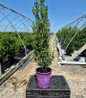 Chubby Hubby Japanese Holly in nursery pot