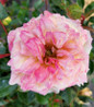 Music Box Rose creamy pink blooms