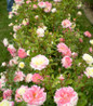 Music Box Rose vibrant garden display