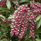 Passion Pieris Blooms and Leaves