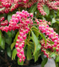 Passion Pieris Flowers