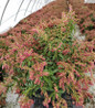 Passion Pieris Growing in the business