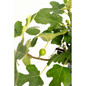 Fignomenal Fig Tree with fruit on the branch
