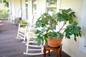Fignomenal fig tree on front porch