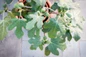Potted Fignomenal fig with fruit