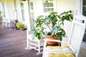 Potted Fignomenal fig beside chairs